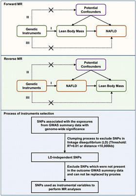Assessing causal relationships between sarcopenia and nonalcoholic fatty liver disease: A bidirectional Mendelian randomization study